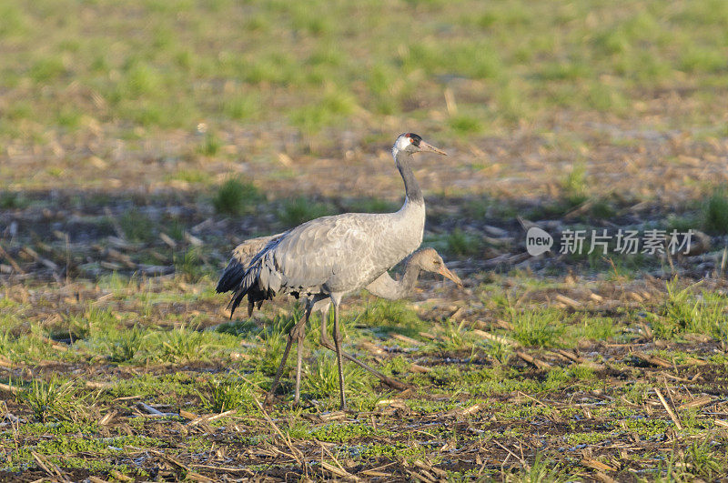 在迁徙季节的普通鹤(Grus Grus)